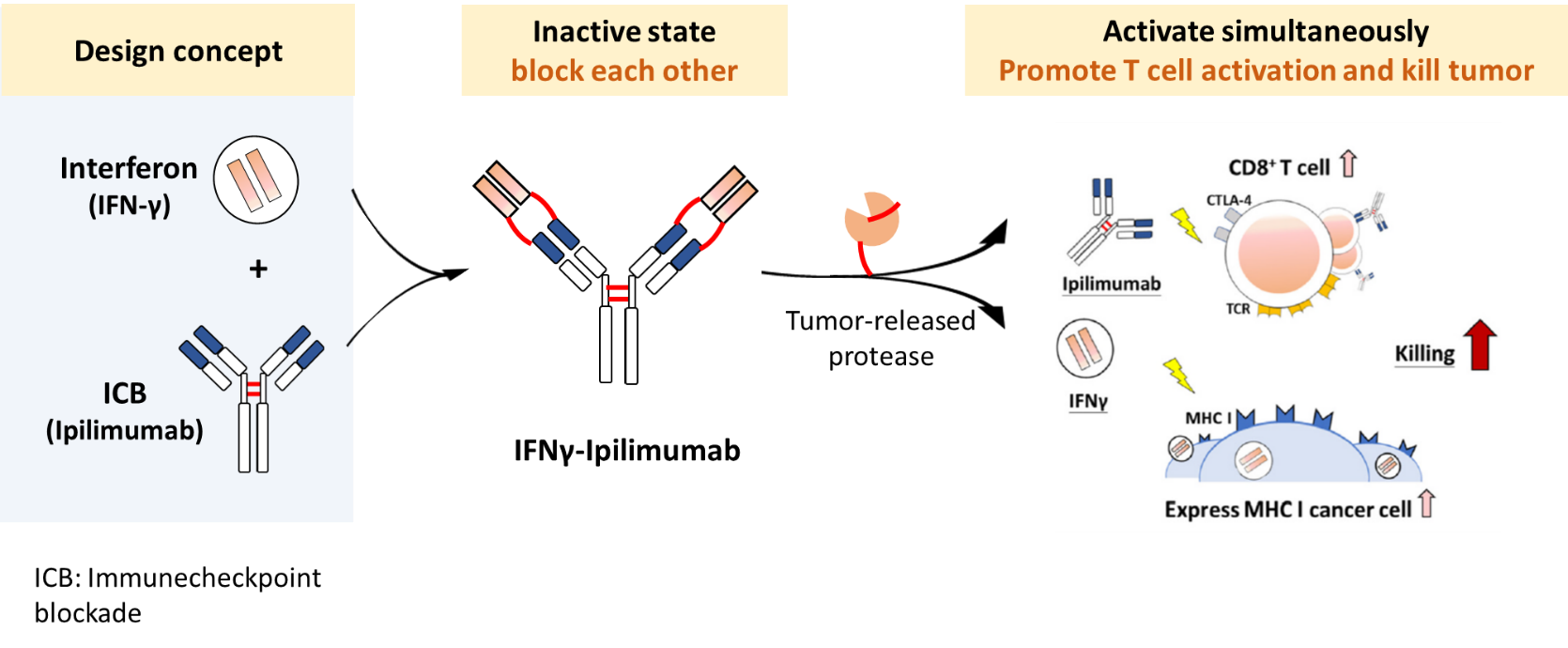 Developing a Dual Prodrug 03