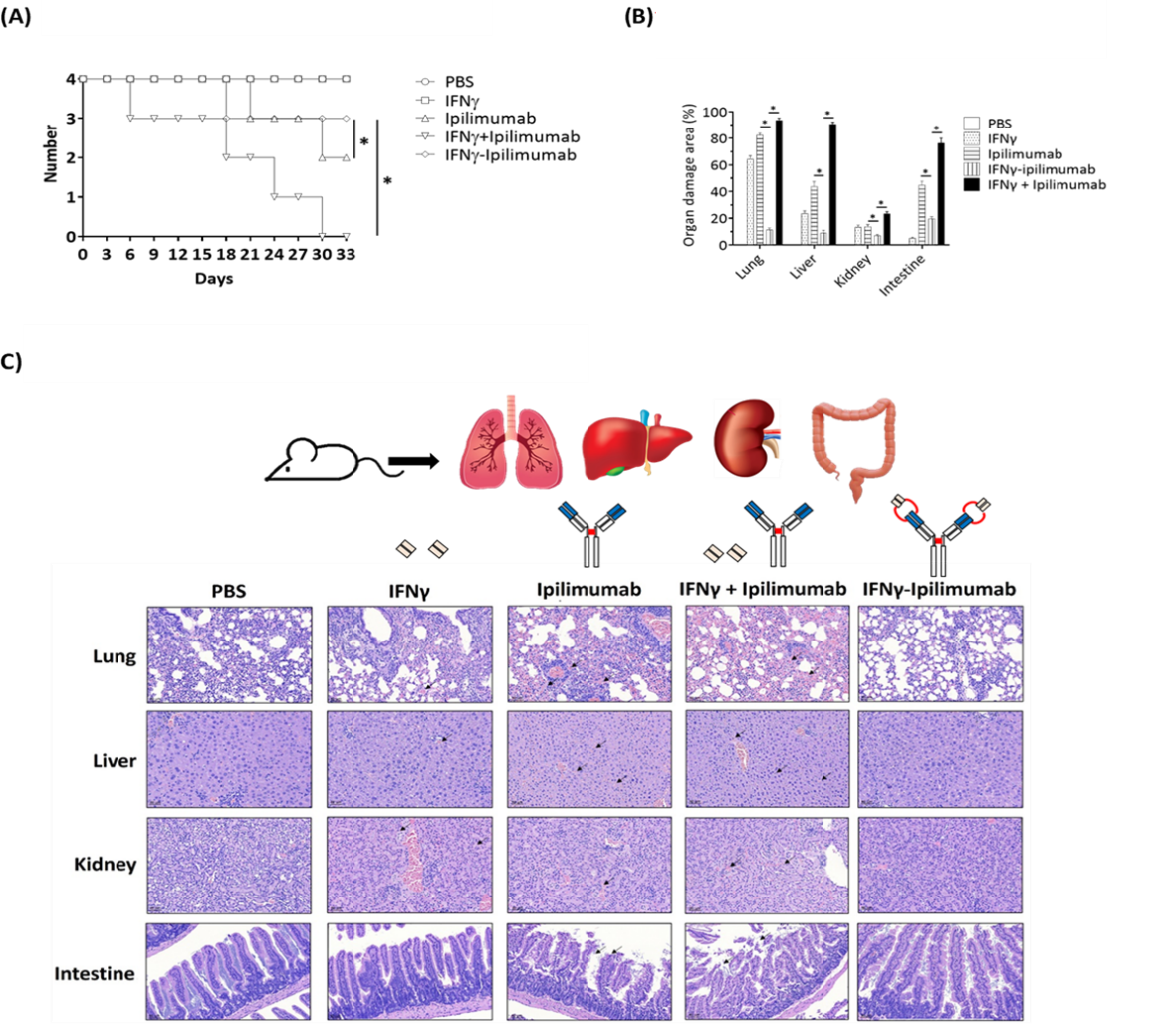Developing a Dual Prodrug 06